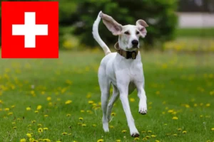 Read more about the article Porcelaine-opdrættere og hvalpe i Schweiz