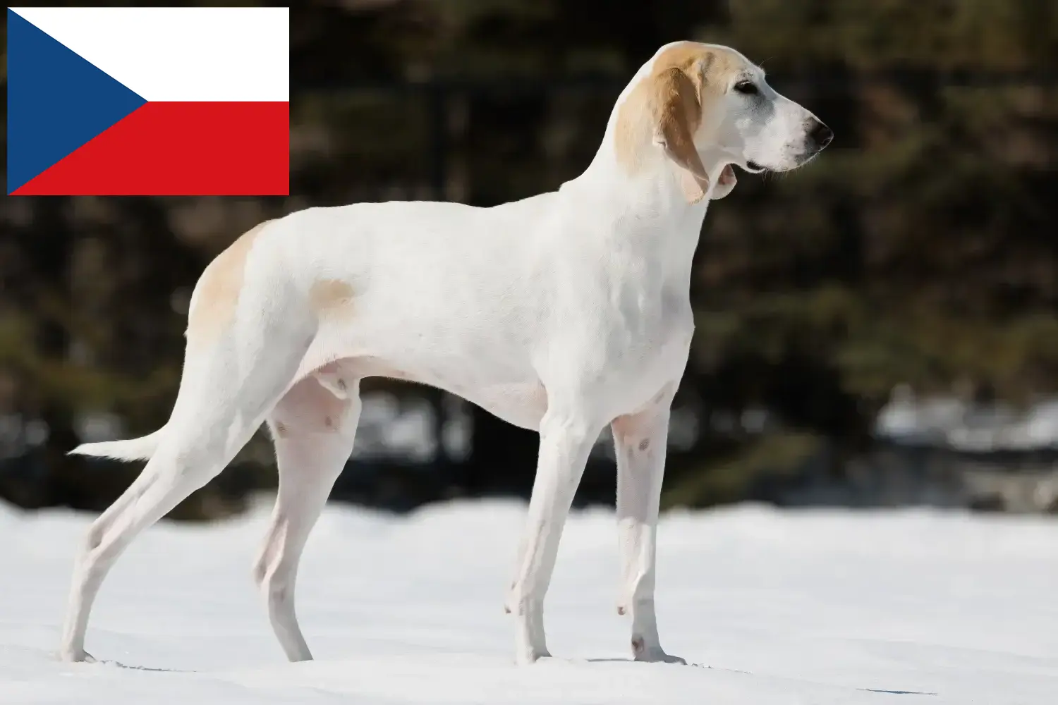 Read more about the article Porcelaine-opdrættere og hvalpe i Tjekkiet