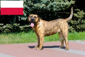 Read more about the article Presa Canario-opdrættere og hvalpe i Polen