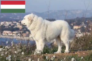 Read more about the article Pyrenæerhundeopdrætter og hvalpe i Ungarn