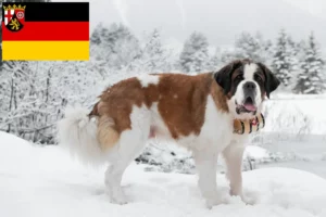 Read more about the article Sankt Bernhard-opdrættere og hvalpe i Rheinland-Pfalz