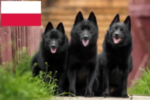 Read more about the article Schipperke-opdrættere og hvalpe i Polen