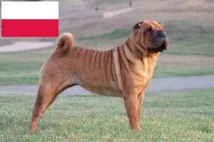 Read more about the article Shar Pei-opdrættere og hvalpe i Polen