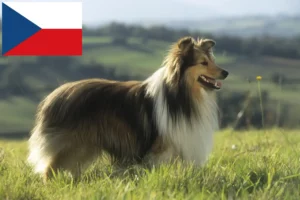 Read more about the article Sheltie-opdrættere og hvalpe i Tjekkiet