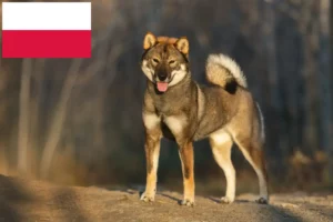 Read more about the article Shikoku-opdrættere og -hvalpe i Polen