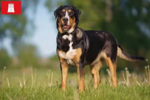 Read more about the article Great Swiss Mountain Dog opdrætter og hvalpe i Hamborg