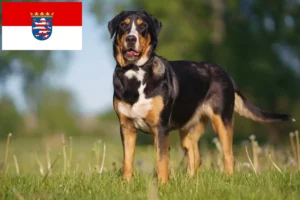 Read more about the article Stor schweizisk bjerghundeopdrætter og hvalpe i Hessen