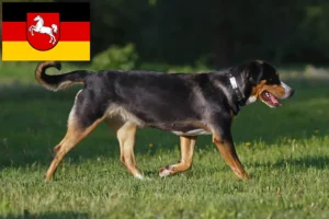 Read more about the article Stor schweizisk bjerghundeopdrætter og hvalpe i Niedersachsen