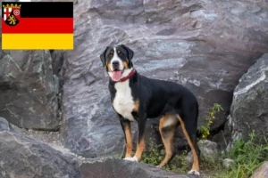 Read more about the article Stor schweizisk bjerghund opdrætter og hvalpe i Rheinland-Pfalz