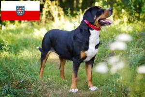 Read more about the article Schweizer Sennenhundeopdrætter og hvalpe i Thüringen