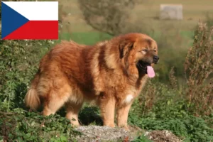 Read more about the article Tibetansk hundeopdrætter og hvalpe i Tjekkiet