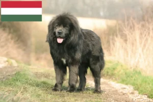 Read more about the article Tibetansk hundeopdrætter og hvalpe i Ungarn