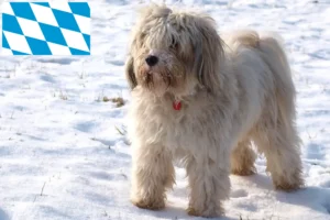 Read more about the article Tibetansk terrier opdrættere og hvalpe i Bayern