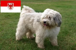 Read more about the article Tibetansk terrier opdrættere og hvalpe i Brandenburg