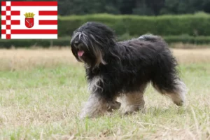 Read more about the article Tibetansk terrier opdrætter og hvalpe i Bremen