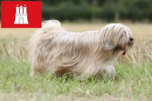 Read more about the article Tibetansk terrier opdrættere og hvalpe i Hamborg