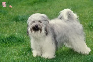 Read more about the article Tibetansk Terrier opdrætter og hvalpe i Hovedstaden