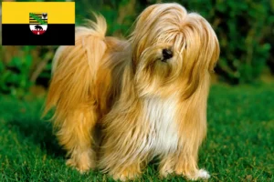 Read more about the article Tibetansk terrier opdrættere og hvalpe i Sachsen-Anhalt