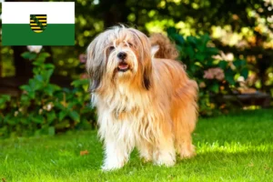Read more about the article Tibetansk terrier opdrættere og hvalpe i Sachsen