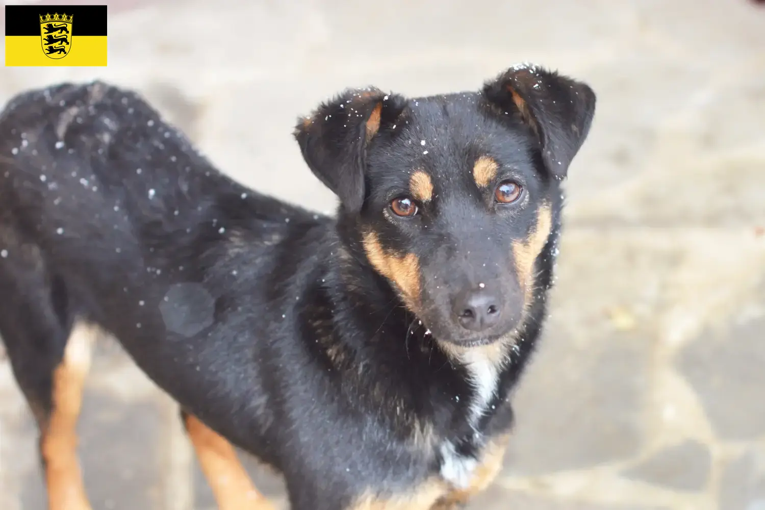 Tysk jagtterrier hvalpe og opdrættere Baden-Württemberg Her kan du finde opdrættere af tysk jagtterrier i Baden-Württemberg.