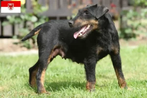Read more about the article Tysk jagtterrier opdrættere og hvalpe i Brandenburg
