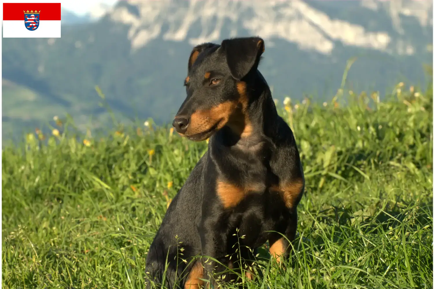 Tysk jagtterrier hvalpe og opdrætter Hessen Her finder du opdrættere af tysk jagtterrier i Hessen.