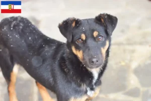 Read more about the article Tysk jagtterrier opdrættere og hvalpe i Schleswig-Holstein