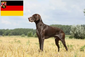 Read more about the article Tysk korthår opdrættere og hvalpe i Rheinland-Pfalz