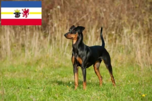 Read more about the article Tyske Pinscher opdrættere og hvalpe i Mecklenburg-Vorpommern