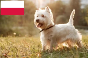 Read more about the article Westie-opdrættere og hvalpe i Polen