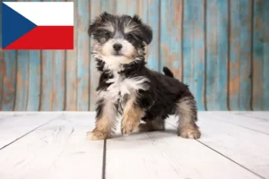 Read more about the article Yorkipoo-opdrættere og hvalpe i Tjekkiet