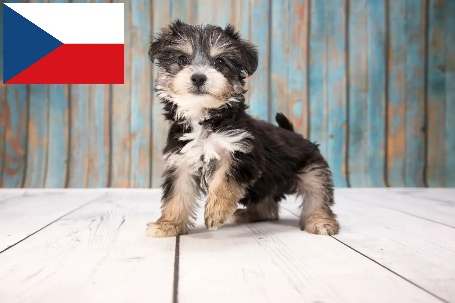 Yorkipoo hvalpe og opdrættere Tjekkiet Her kan du finde Yorkipoos-opdrættere i Tjekkiet.