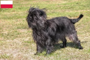 Read more about the article Affenpinscher-opdrættere og hvalpe i Polen