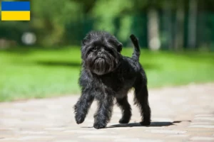Read more about the article Affenpinscher-opdrættere og hvalpe i Ukraine