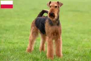 Read more about the article Airedale Terrier opdrættere og hvalpe i Polen
