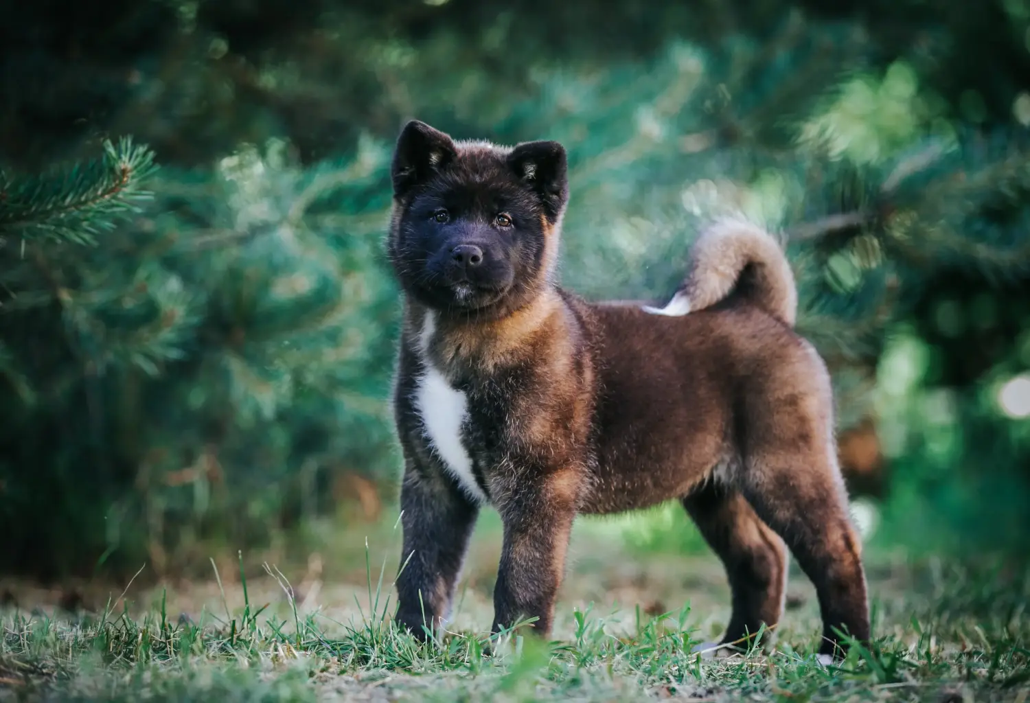 At købe en Akita-hvalp betyder at tage ansvar! Køb Akita-hvalpe.