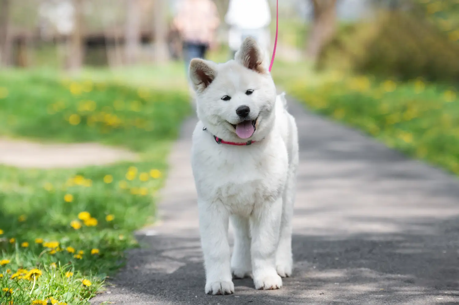 At købe en Akita-hvalp betyder at tage ansvar! Køb Akita-hvalpe.