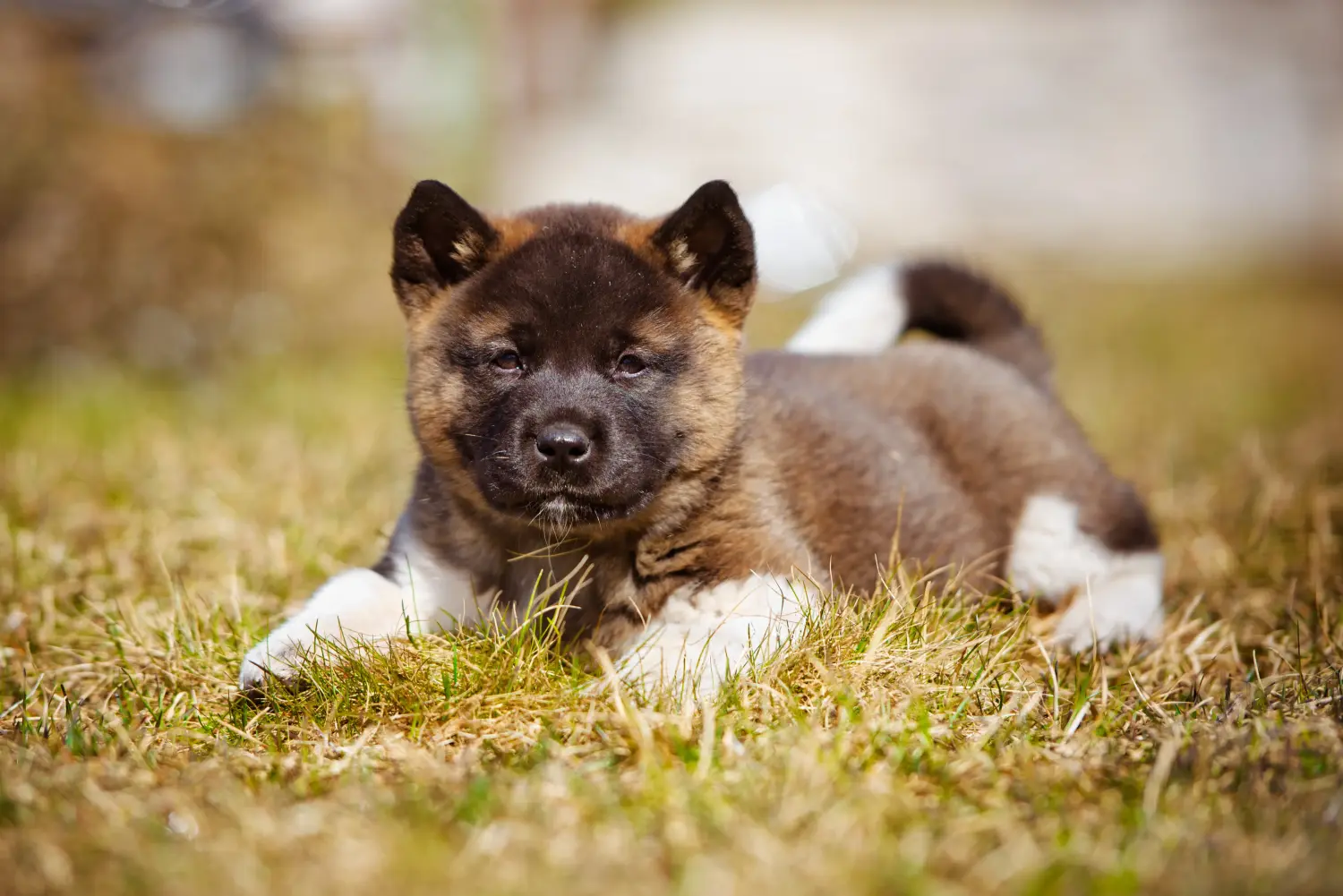 At købe en Akita-hvalp betyder at tage ansvar! Køb Akita-hvalpe.