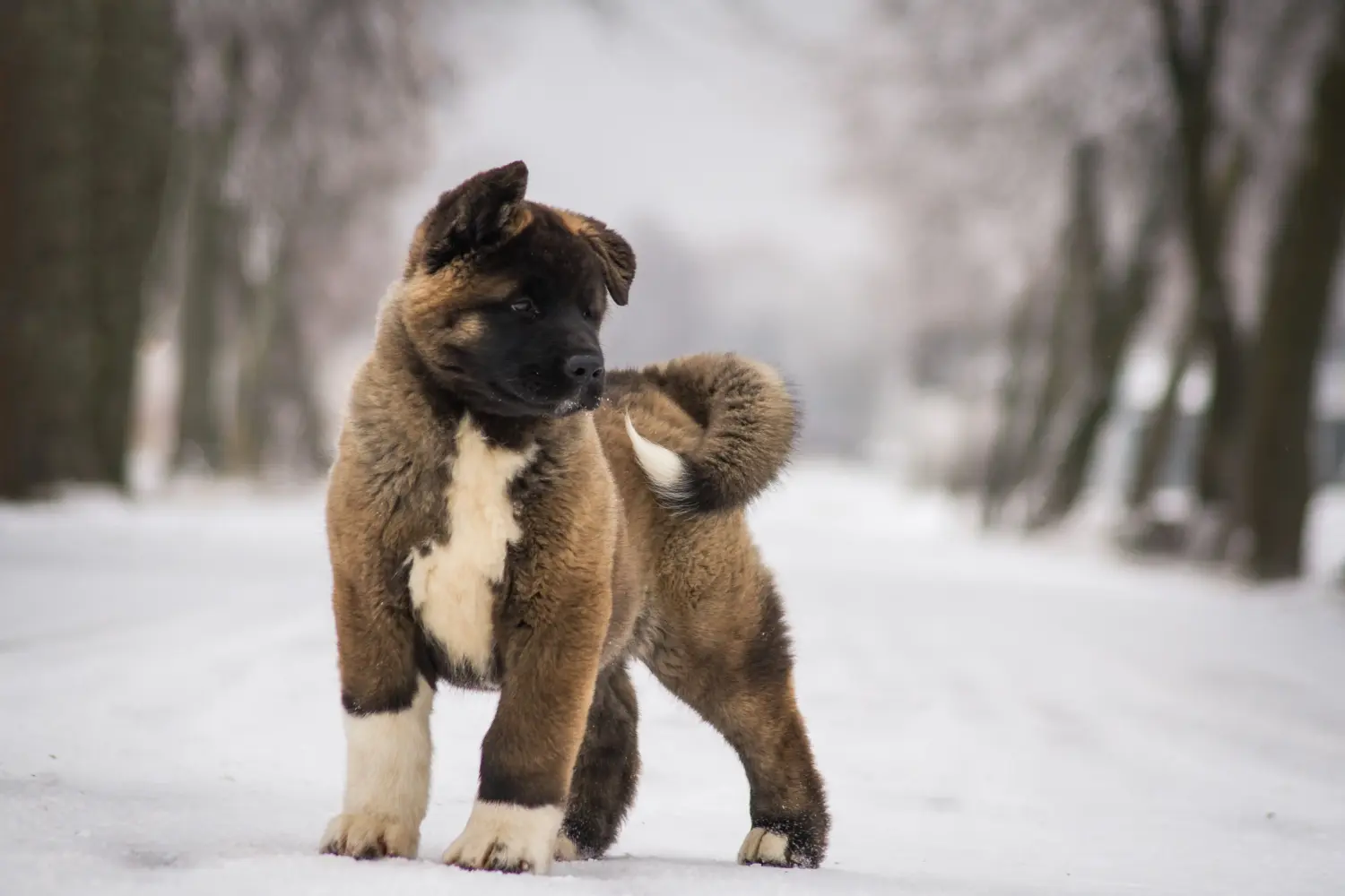 At købe en Akita-hvalp betyder at tage ansvar! Køb Akita-hvalpe.