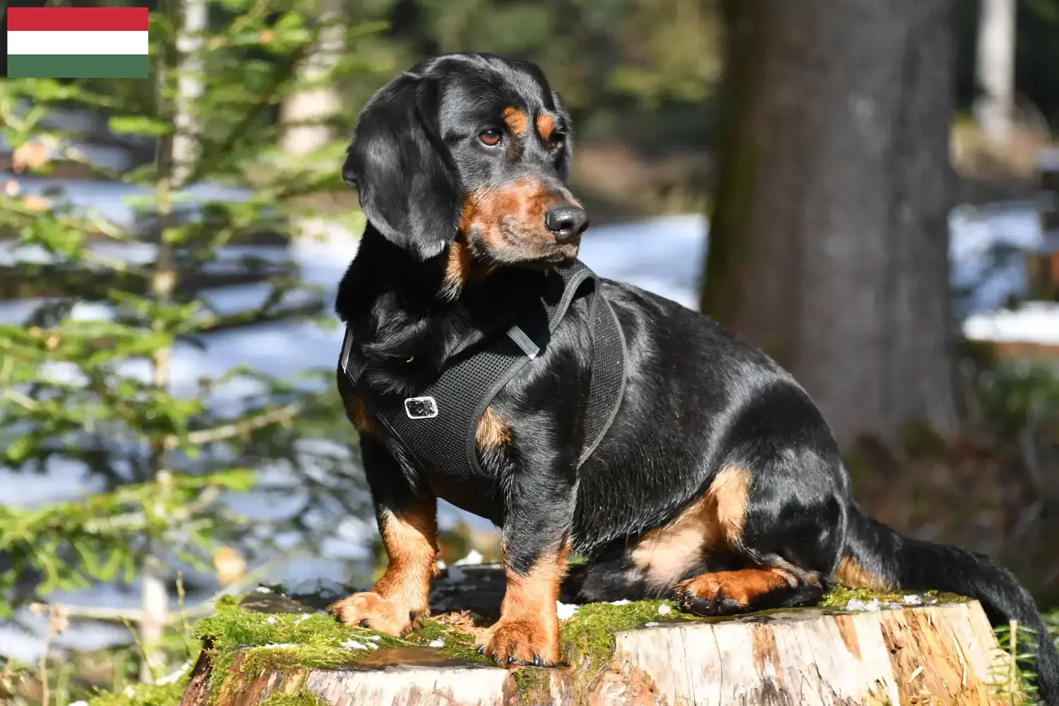 Alpine Dachsbracke hvalpe og opdrættere Ungarn Her kan du finde opdrættere af Alpine Dachsbracken i Ungarn.