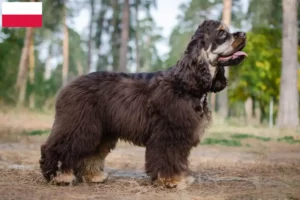 Read more about the article Amerikansk cocker spaniel opdrættere og hvalpe i Polen