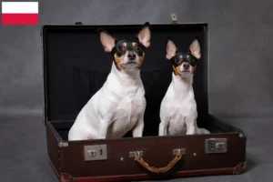 Read more about the article Amerikansk Toy Terrier opdrættere og hvalpe i Polen