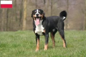 Read more about the article Appenzeller Sennenhundeopdrætter og hvalpe i Polen