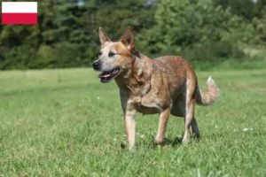 Read more about the article Australian Cattle Dog opdrættere og hvalpe i Polen
