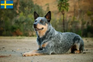 Read more about the article Australian Cattle Dog opdrættere og hvalpe i Sverige