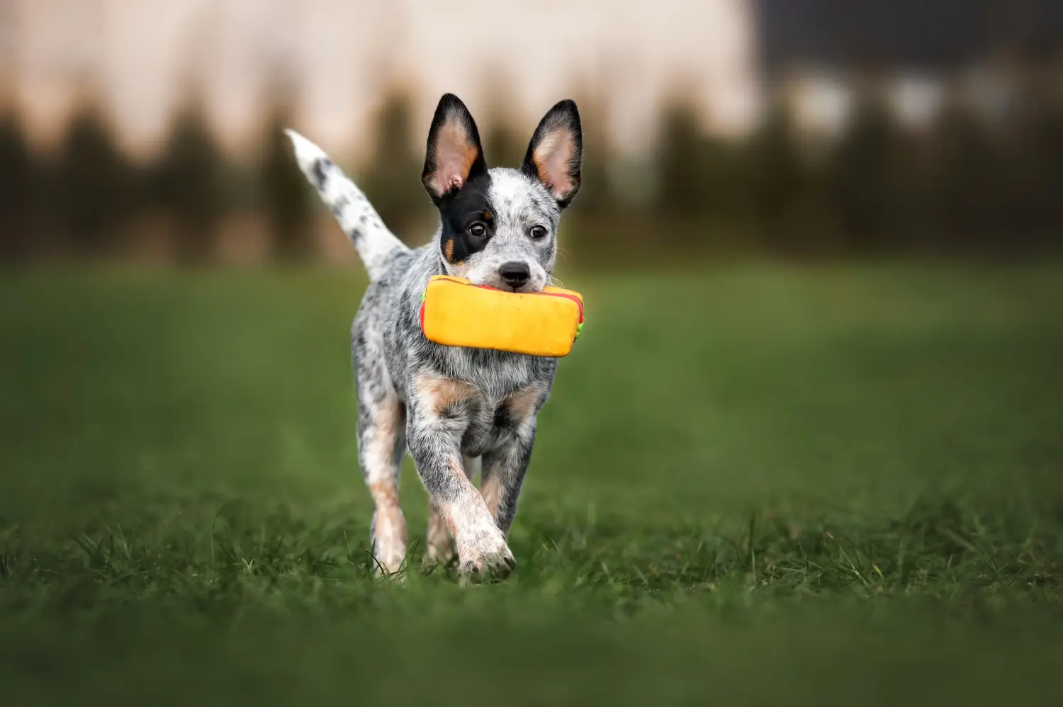 At købe en Australian Cattle Dog-hvalp betyder at tage ansvar! Køb hvalpe af australsk kvæghund.