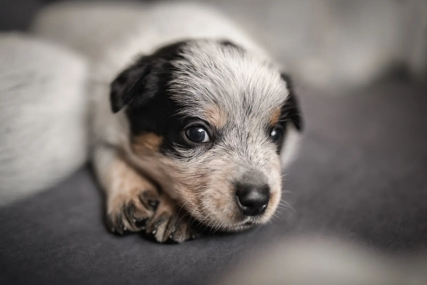 At købe en Australian Cattle Dog-hvalp betyder at tage ansvar! Køb hvalpe af australsk kvæghund.