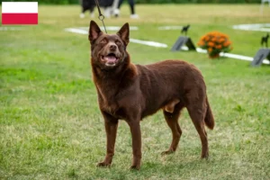 Read more about the article Australian Kelpie opdrættere og hvalpe i Polen