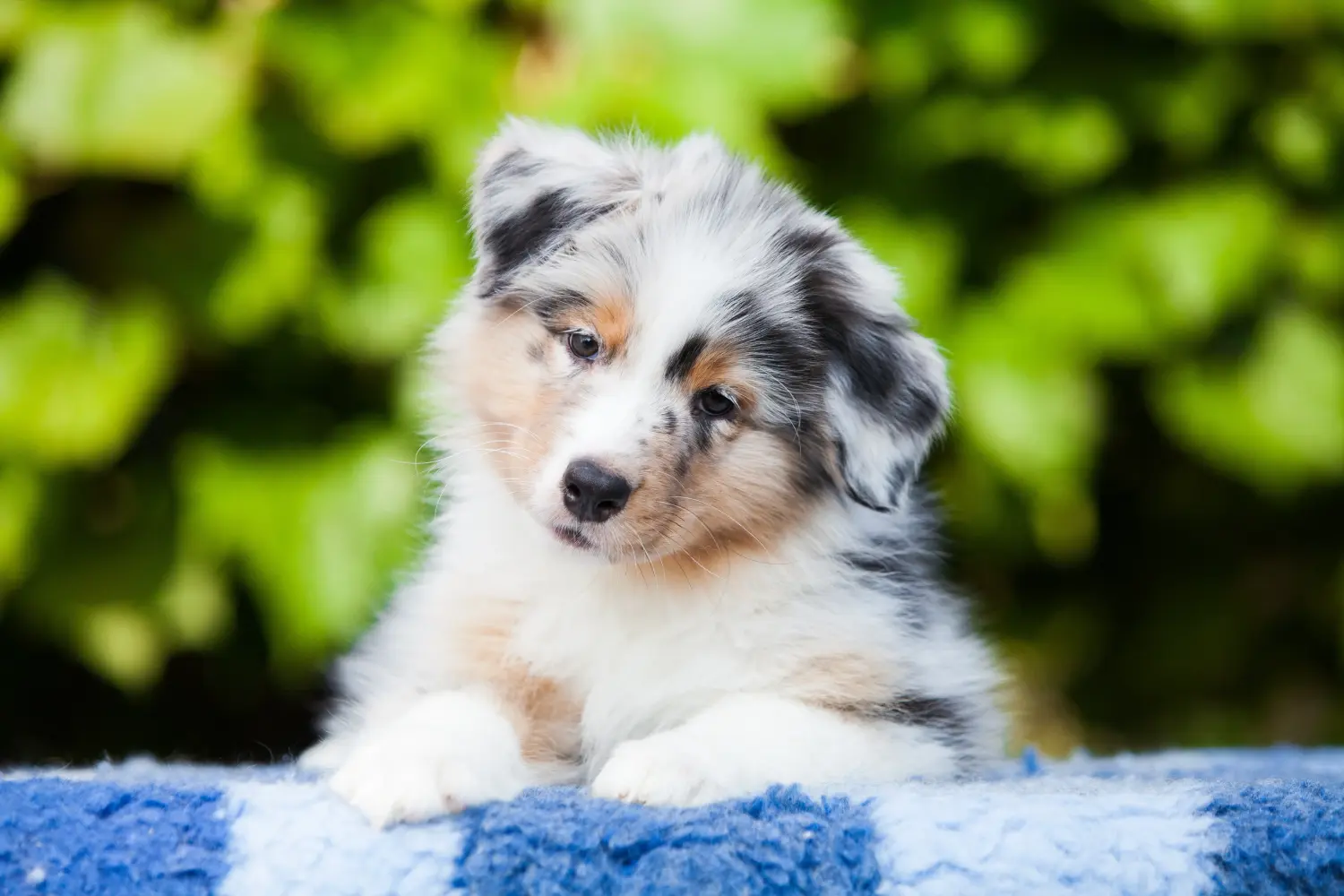 At købe en Australian Shepherd-hvalp betyder at tage ansvar! Køb Australian Shepherd-hvalpe.