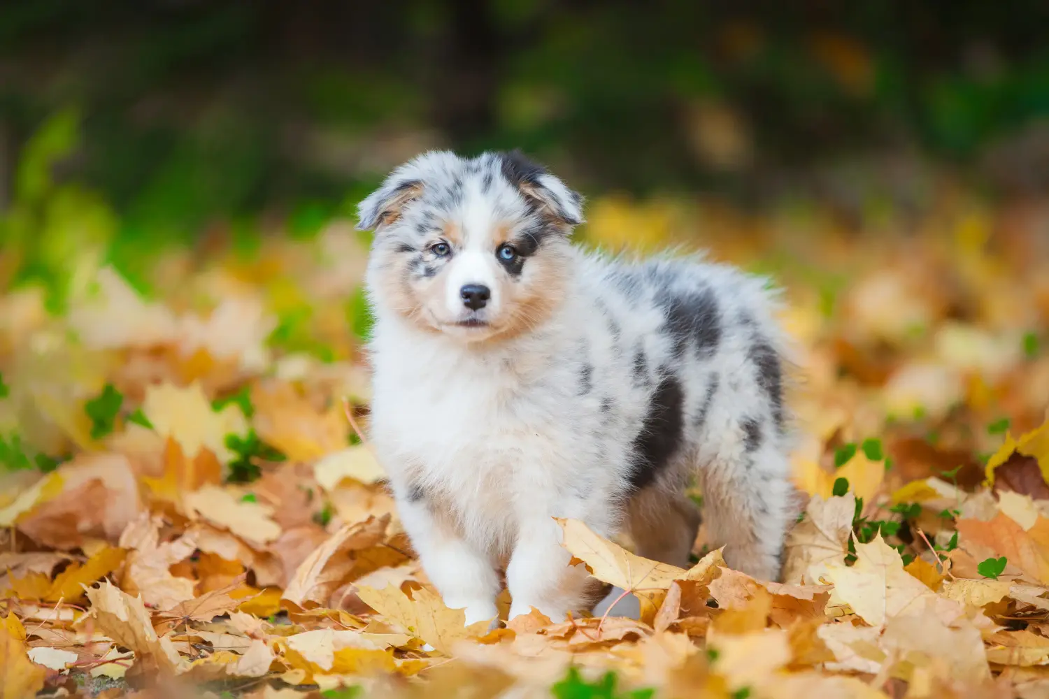 At købe en Australian Shepherd-hvalp betyder at tage ansvar! Køb Australian Shepherd-hvalpe.